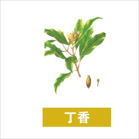 草本植物药材图片