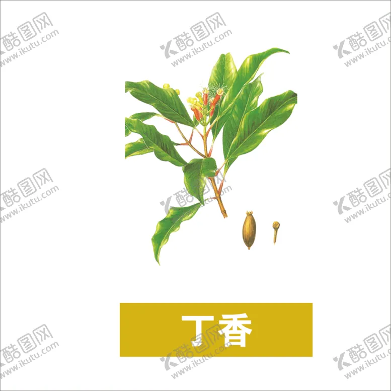 编号：27983203122355372464【酷图网】源文件下载-草本植物药材图片