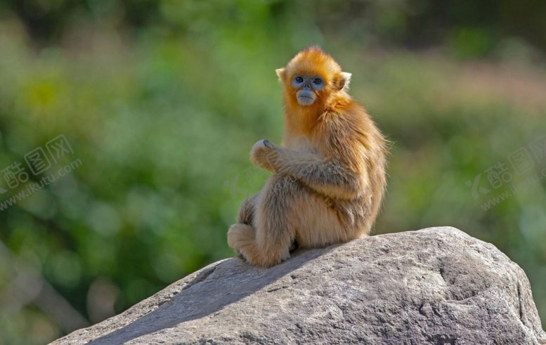 编号：29346504050128354823【酷图网】源文件下载-金丝猴素材