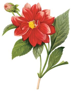 植物花卉油画装饰画