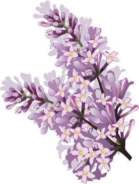 丁香花