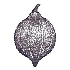 餐饮食物插画元素