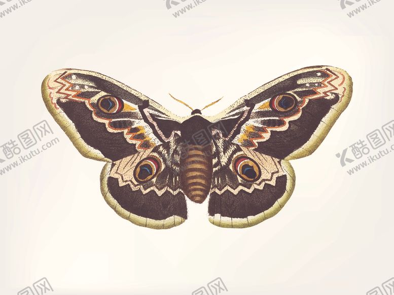 编号：10265509272211249006【酷图网】源文件下载-蝴蝶