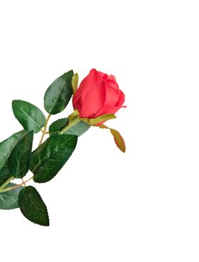 玫瑰花