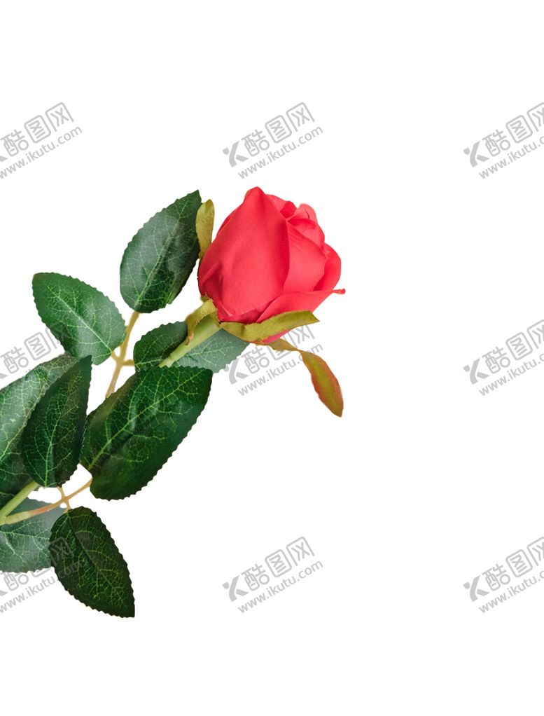编号：24713605080654158011【酷图网】源文件下载-玫瑰花