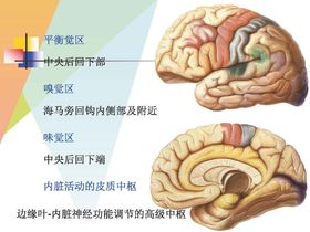 牙齿解剖图