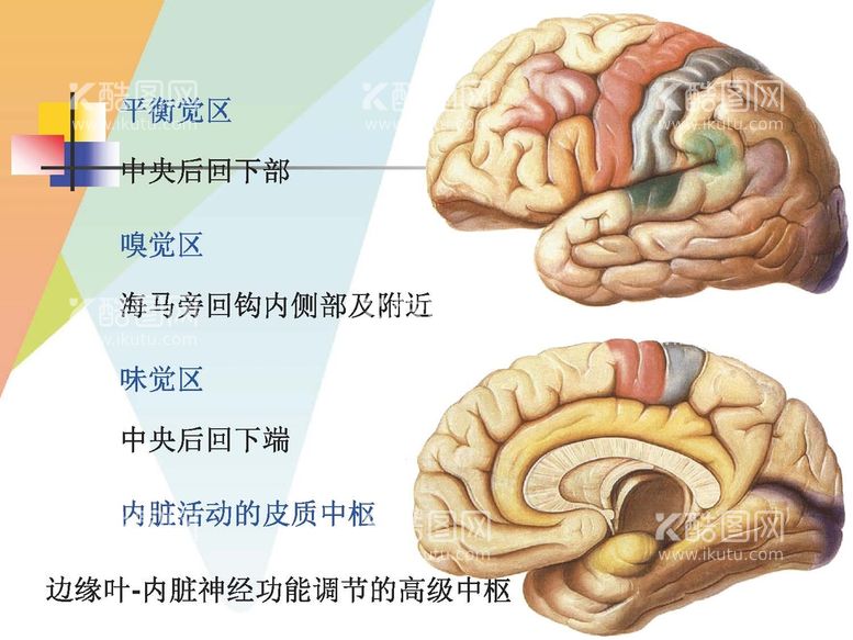 编号：56329711201954268001【酷图网】源文件下载-大脑解剖图 