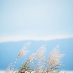 处暑海报处暑素材节气海报