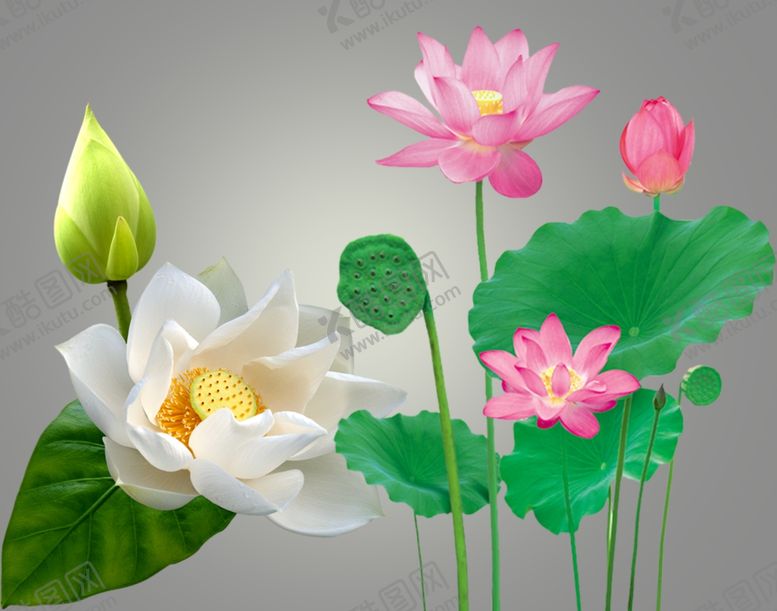 编号：36248210060651597086【酷图网】源文件下载-荷花