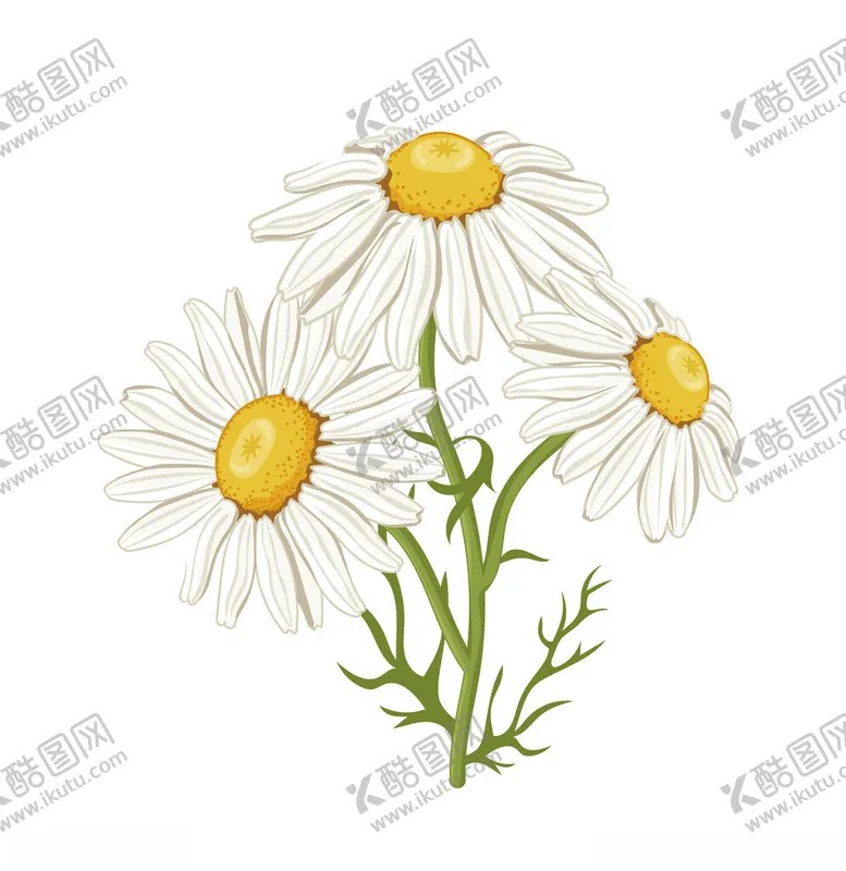 编号：77187101270405394698【酷图网】源文件下载-失量菊花