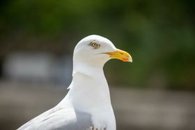 海鸥摄影鸟类生物世界飞行动物