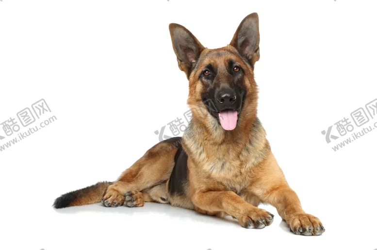 编号：71091804281241231776【酷图网】源文件下载-牧羊犬