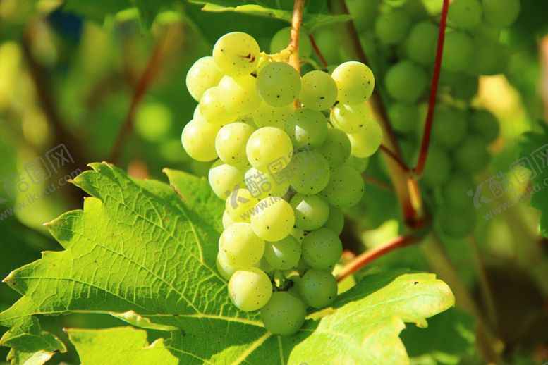 编号：68505709240718252946【酷图网】源文件下载-青葡萄