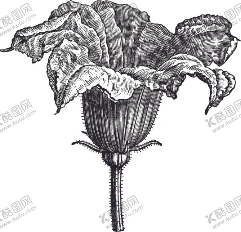 编号：96789010151403492482【酷图网】源文件下载-线描植物