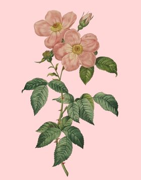 花卉植