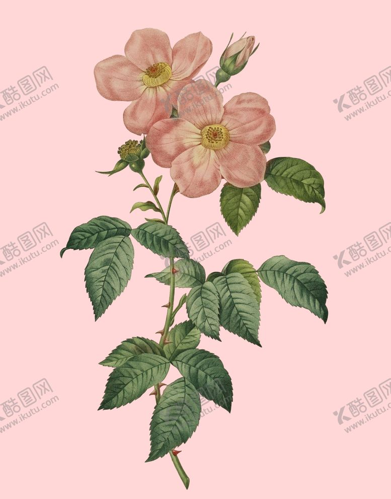 编号：97310109271209356357【酷图网】源文件下载-花卉植