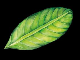 手绘叶子春天素材树素材树植物矢量素材