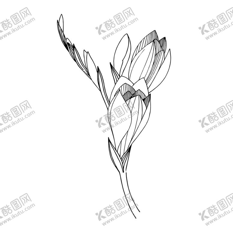 编号：49280510072343144926【酷图网】源文件下载-植物白描速写     