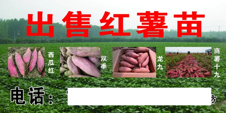 编号：15899903241556032128【酷图网】源文件下载-红薯苗出售喷绘