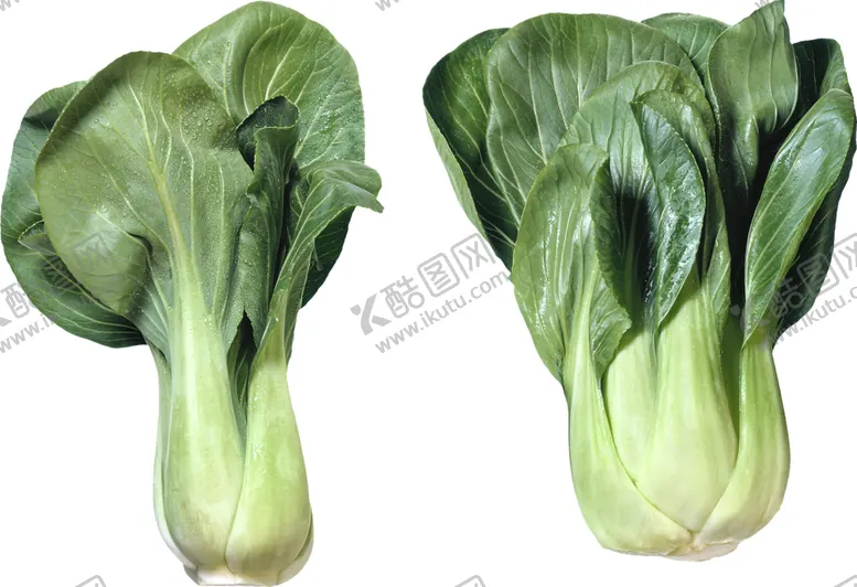 编号：56104205061314504796【酷图网】源文件下载-油菜