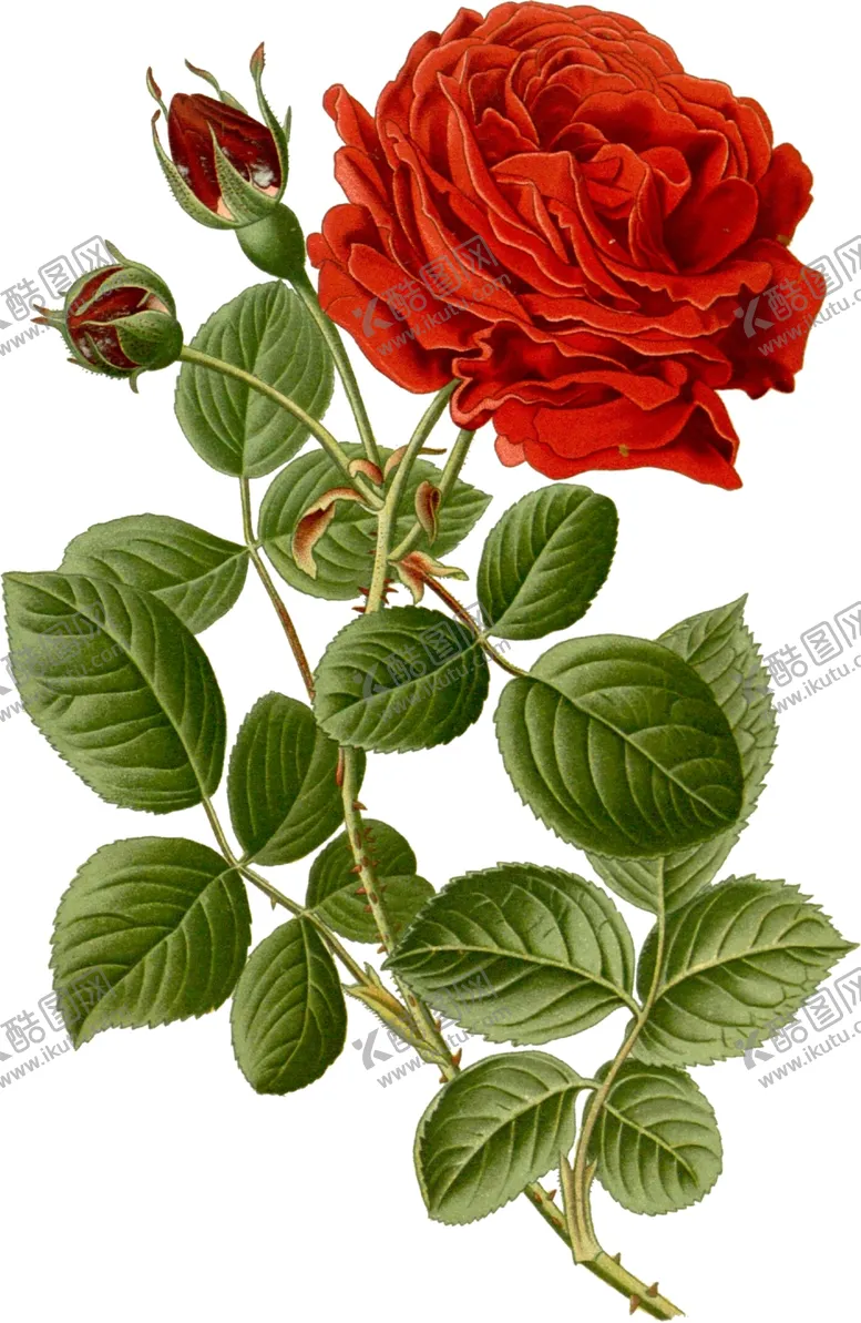 编号：20321501271452554171【酷图网】源文件下载-手绘花草植物素材图片