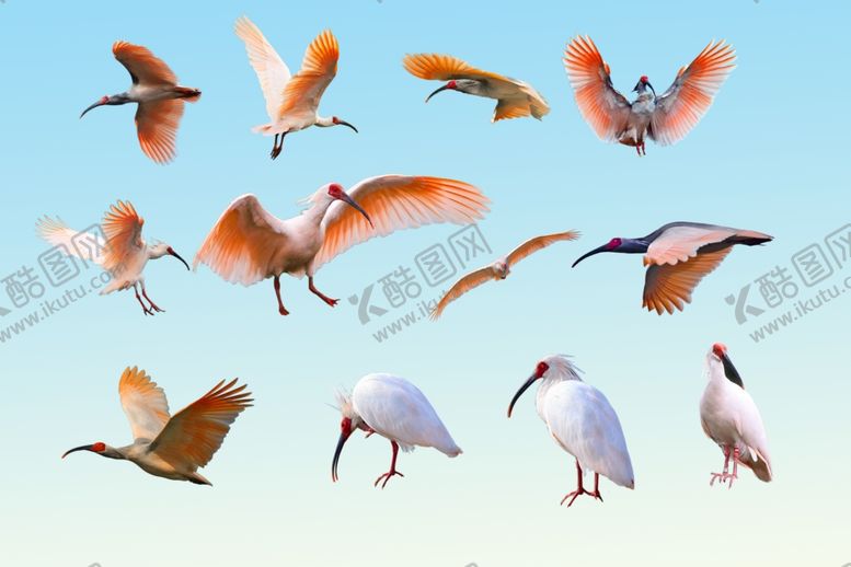 编号：50232809281033503661【酷图网】源文件下载-朱鹮