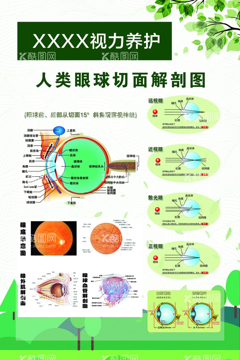 编号：67323512141025026551【酷图网】源文件下载-视力养护人类眼球切面解剖图