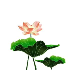 手绘荷花夏日素材国潮插画中国风