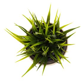 绿色相框角边欧式边免扣精美花纹边