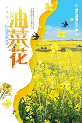 油菜花