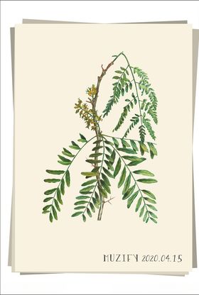 刺槐枝植物图鉴