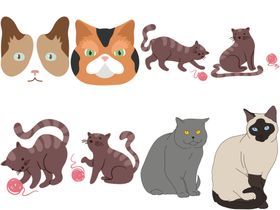 卡通猫