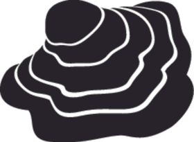 大型真菌系列蘑菇