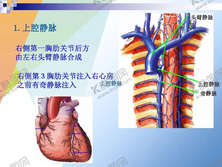 编号：15129801171056496335【酷图网】源文件下载-静脉 