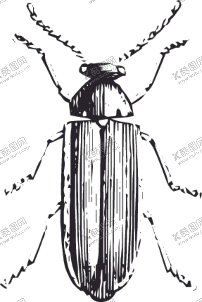 编号：83810709241328433569【酷图网】源文件下载-自然昆虫标本插画