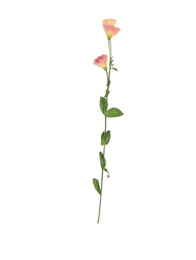 单只花花枝素材花