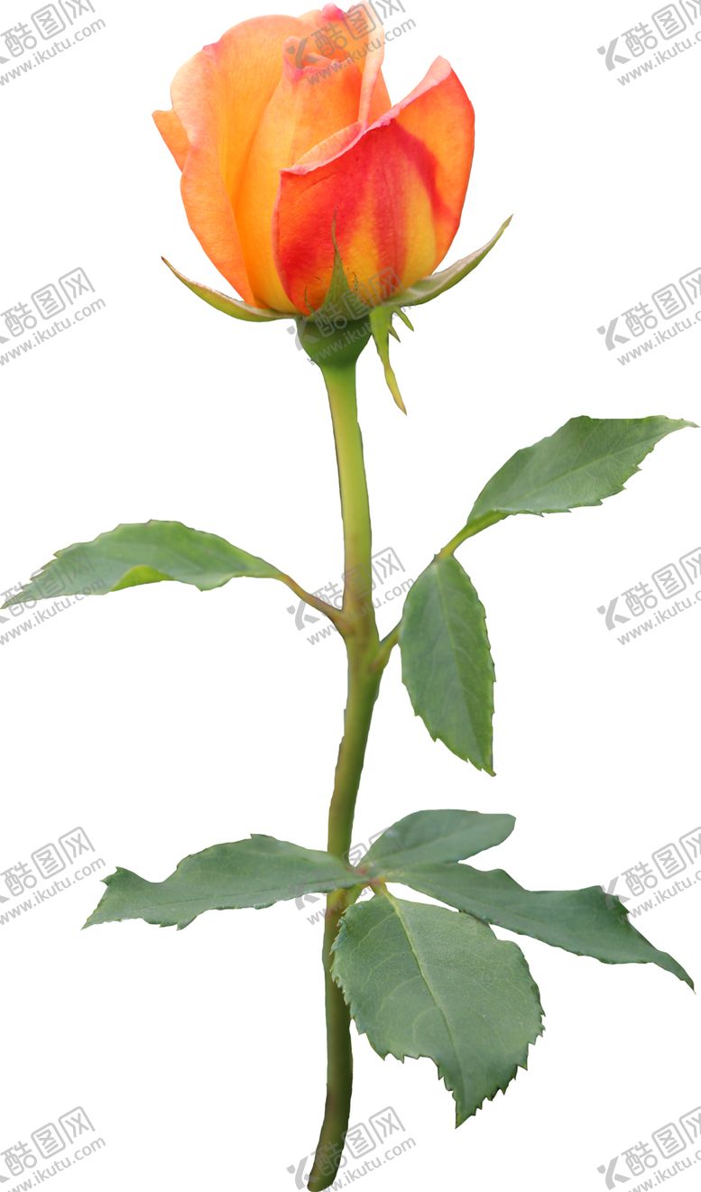 编号：74532812202045206167【酷图网】源文件下载-手绘花卉