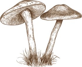 动物素描