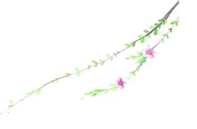 花枝