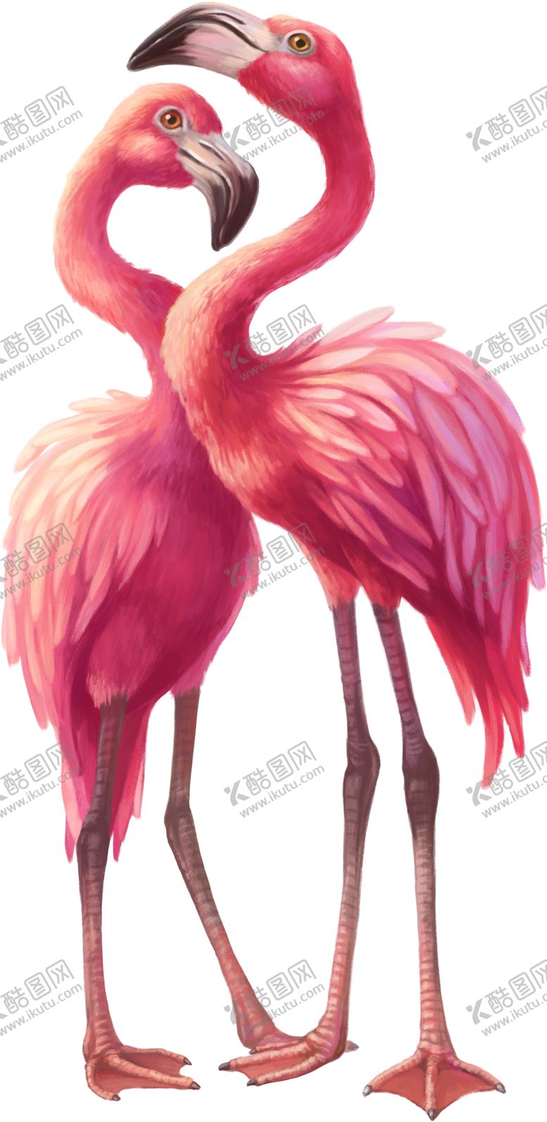编号：23733310111526401908【酷图网】源文件下载-火烈鸟