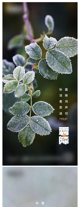 霜降节气微信海报