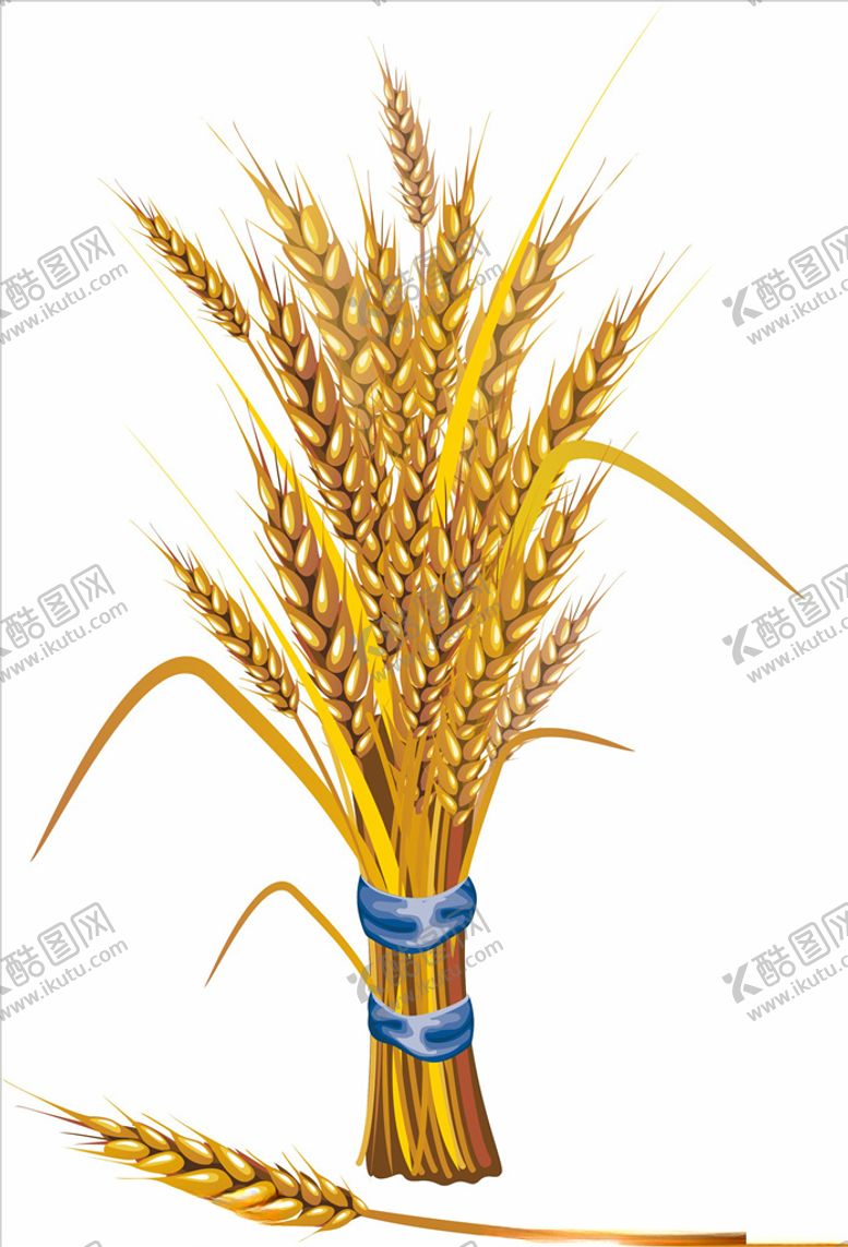 编号：60004009192219142491【酷图网】源文件下载-麦穗