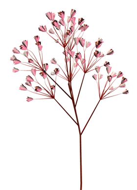 鲜花素材