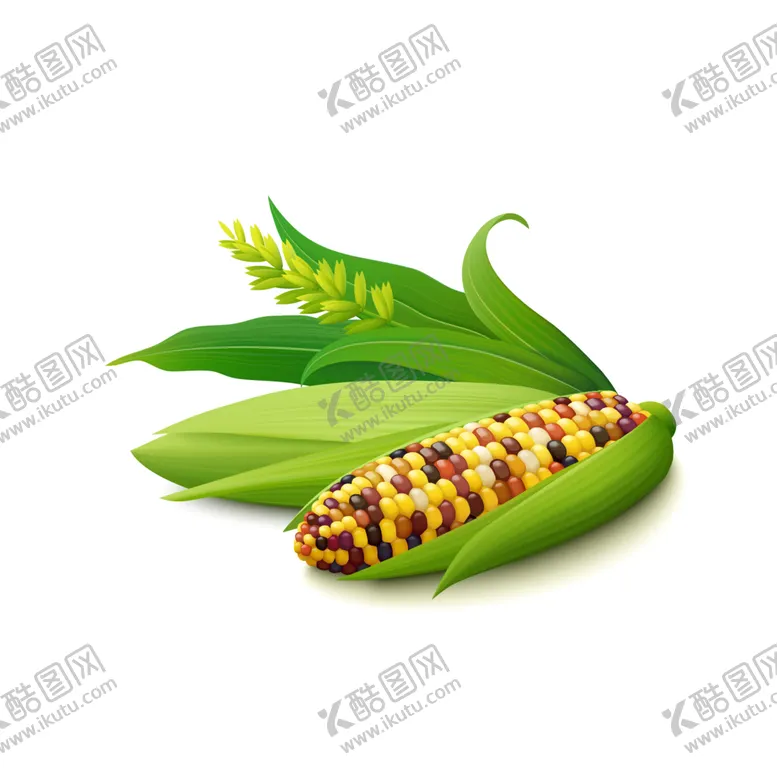 编号：31549812082037483277【酷图网】源文件下载-花玉米