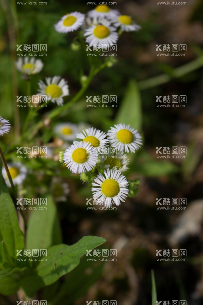 编号：97833611250206568096【酷图网】源文件下载-野菊花