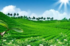 茶园