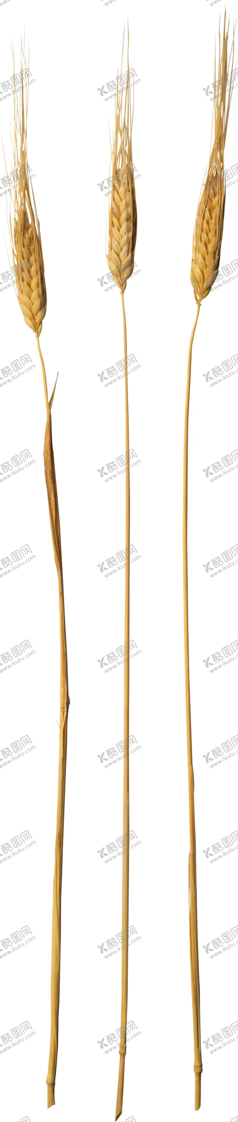 编号：33291306231604588825【酷图网】源文件下载-麦子