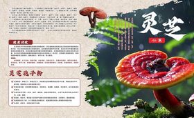 灵芝科普珍贵菌类植物展示