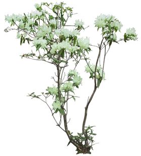 矮花卉