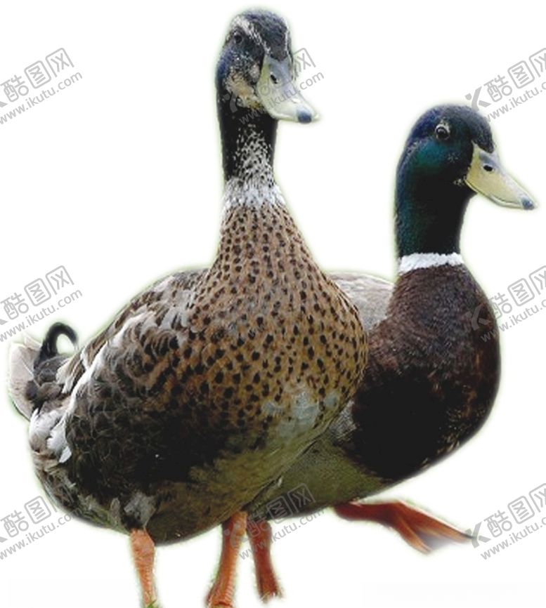 编号：83307107130450179980【酷图网】源文件下载-鸭子